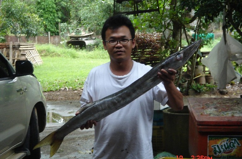 สากเหลืองใหญ่ครับ ในรูปตัวนี้ 5.5 โล ค