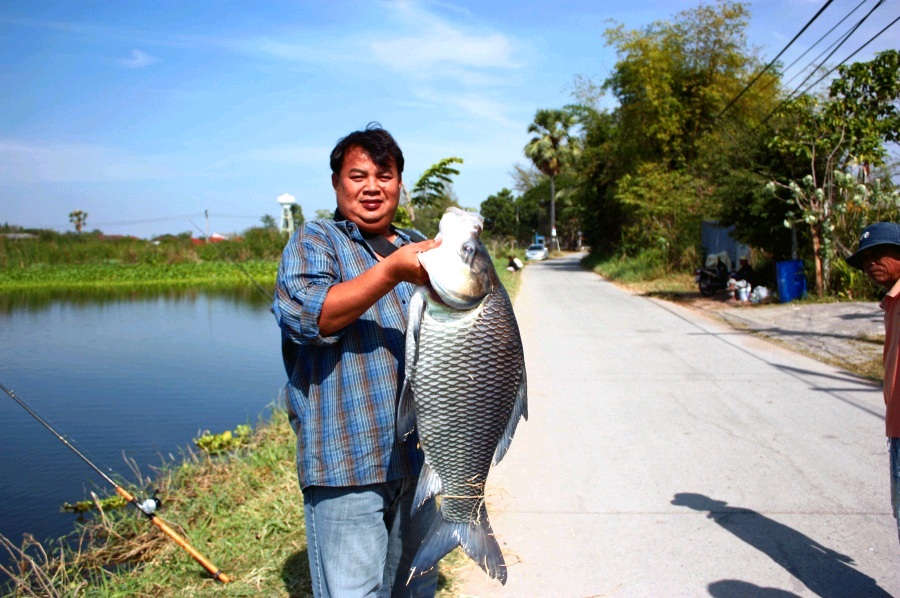 



              กะโห้  บึงแสนสุข  ตำบลหนองปลือโคราช   น้ำหนัก    18  กิโล

              เยื