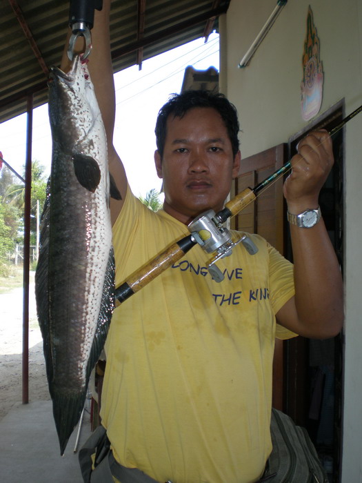 ส่งปลาสุพรรณเข้าประกวดครับ :cheer: :cheer: