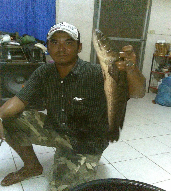 บิ๊กวันทูทรีดับเบิ้ลMANโชว์    FISHชิ่งIN  BIGสะเนคกเฮ็ด  ช่อนช่อนครับ :grin: :grin: :grin: :laughin