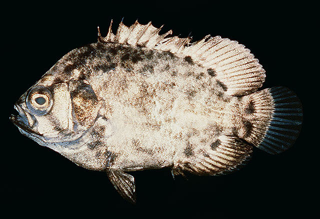 ปลากะพงขี้เซา
Lobotes surinamensis   (Bloch, 1790)  
Tripletail  
สถานที่พบ ปลาวัยอ่อน และวัยรุ่น