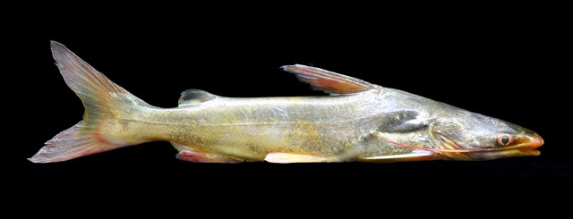 ปลาหัวอ่อน
Osteogeneiosus militaris   (Linnaeus, 1758)  
Soldier catfish 
ขนาด 30cm
สถานที่พบ แม