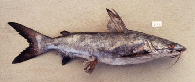 ปลากดทะเล
Plicofollis tonggol   (Bleeker, 1846)  
Roughback sea catfish
ขนาด 40 cm  
พบทางฝั่งอ่