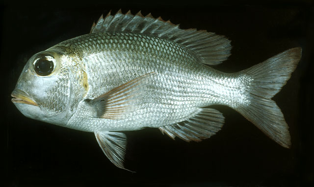 ปลาหมูสีตาโต
Monotaxis grandoculis   (Forsskål, 1775)  
Humpnose big-eye bream  
ขนาด 60 cm