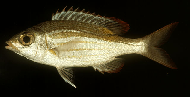 ปลาตะมะแก้วเหลือง
Gnathodentex aureolineatus   (Lacepède, 1802)  
Striped large-eye bream  