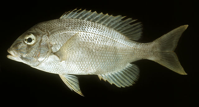 ปลาตะมะแก้ว
Gymnocranius grandoculis   (Valenciennes, 1830)  
Blue-lined large-eye bream  
ขนาด 8