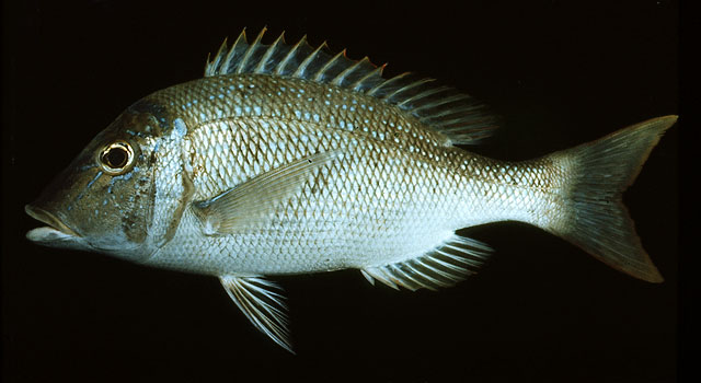 หมูสีลายฟ้า ตะมะลายตอก
Lethrinus nebulosus   (Forsskål, 1775)  
Spangled emperor  
ขนาด 70 