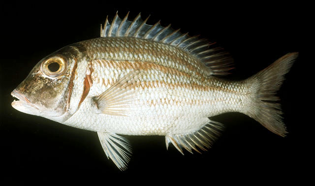 ปลาหมูสีลาย ตะมะลาย ตะมะตาล่อ
Lethrinus ornatus   Valenciennes, 1830  
Ornate emperor  
ขนาด 40 c