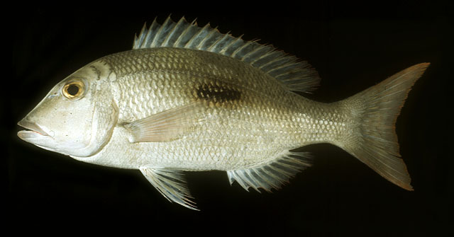 ปลาหมูสีสแตมป์
Lethrinus harak   (Forsskål, 1775)  
Thumbprint emperor  
ขนาด 30cm
พบในมหา