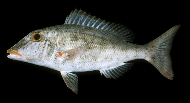 ปลาหมูสีปากเหลือง หัวเสี้ยม ปากแหนบน้ำลึก
Lethrinus xanthochilus   Klunzinger, 1870  
Yellowlip em