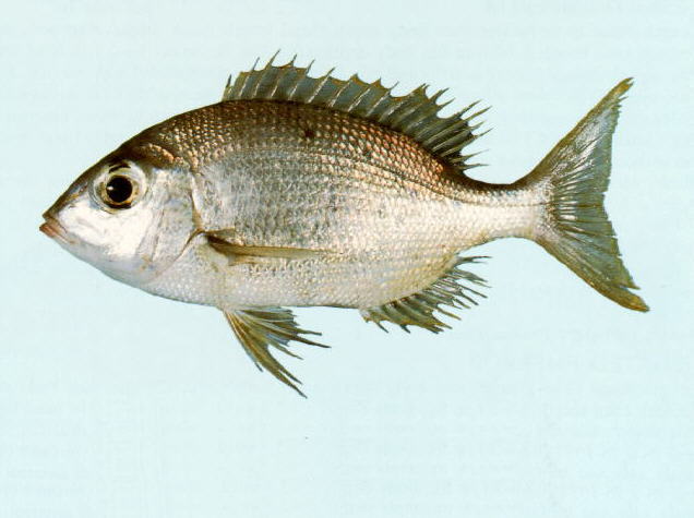 ปลาอีคุดน้ำลึก อีคุดบั้ง
Gymnocranius griseus   (Temminck & Schlegel, 1843)  
Grey large-eye bream