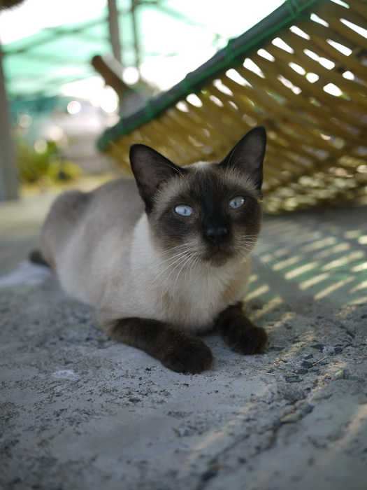 น้องเหมียวเราก็อยากเล่นกับน้องปลา
