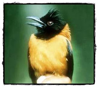 อันดับ 8 นกพีโทวี่หัวดำ (Hooded Pitohui)

ดูจากภายนอกแล้วมันเป็นนกตัวขนาดกลางๆ สีสันสดใส น่ารักดีน