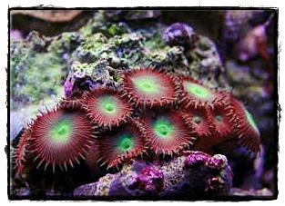 อันดับ 5 ปะการัง (Coral)

ปะการังหลายชนิดมีพิษ ปะการังพิษที่เรารู้จักกันดีคือ ปะการังไฟที่มีเมือกเ