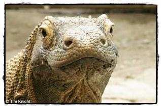 อันดับ 4 มังกรโคโมโด (Komodo Dragon)

มีชื่อวิทยาศาสตร์ว่า วารานัส โคโมโดเอนซิส (Varavus Komodoens