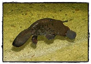 อันดับ 2 ตุ่นปากเป็ด (Duck-Billed Platypus)

ตุ่นปากเป็ดเจ้าสัตว์หน้าตาตลก จากออสเตรเลียตะวันตกเป็