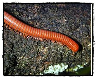 อันดับ 1 กิ้งกือ (Millipede)

และแล้วก็มาถึงอันดับหนึ่ง หลายๆ คนอาจยังสงสัยอยู่ว่า กิ้งกือมีพิษเห