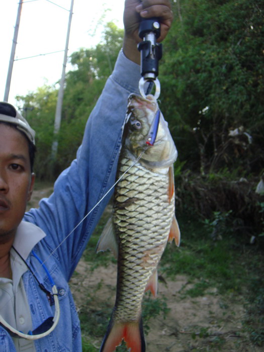 ตัวนี้ใหญ่หน่อย :cheer: