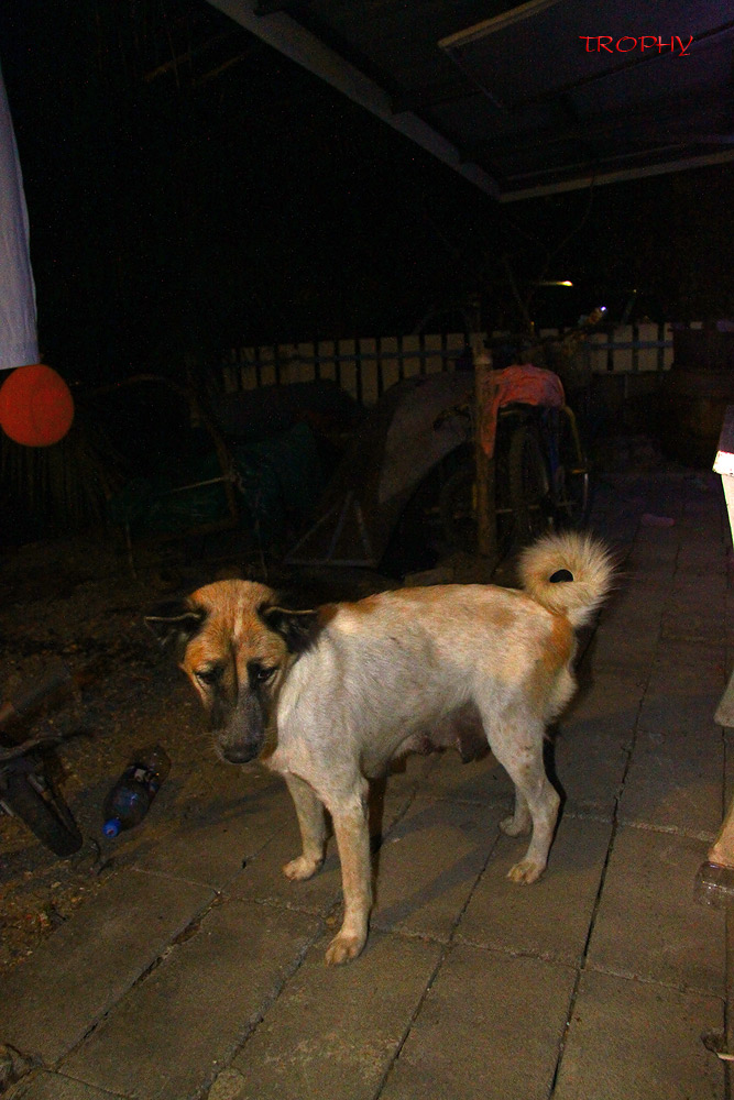 นี่ก็คงเป็นสมาชิกใหม่ของเอิงอีนแน่ๆ วันนี้ท้องกางแน่นอน :laughing: