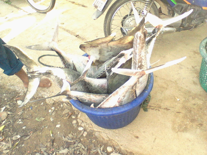 เรือเข้าแล้วกำลังขนปลาขึ้นรถ