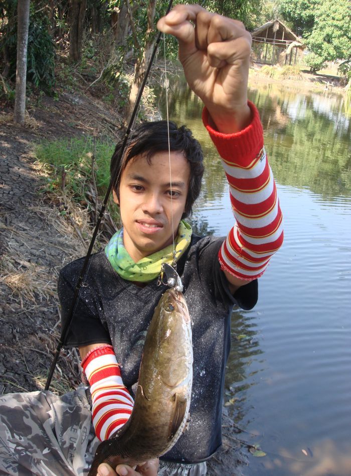 กระดี่เหมือนกันนะเพื่อนนิวปลายางว