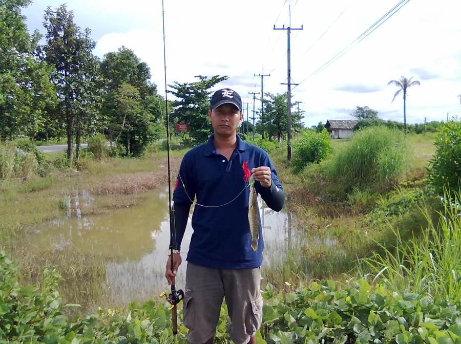 sgum frog  ส่งประกวด :laughing: