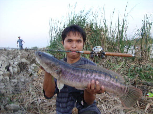 กัดกบยางOkuma ครับ.....
สวัสดีครับน้า เจี๊ยบจันทบุรี ขอบคุณครับ
สวัสดีครับน้า นกลำน้ำพอง  ขอบคุณคร