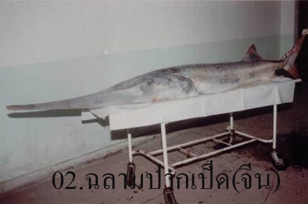 อันดับที่ 2
ปลา ฉลามปากเป็ดจีน Chinese paddlefish 
(ผมคิดว่าน่าจะเป็นปลาน้ำจืดที่หายากที่สุดในโลก)