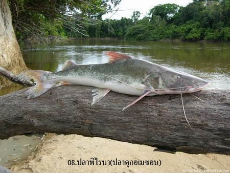 อันดับที่ 8
ปลา พิไรบ้า
ชื่อวิทยาศาสตร์ Brachyplatystoma filamentosum
ถิ่นอาศัย ลุ่มแม่น้ำอเมซอน 