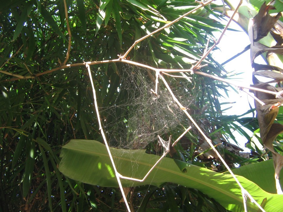 ได้คันเบ็ดเเล้ว ก็ต้องหาสายเบ็ดกันต่อ...นี่เลยสายยี่ห้อ...SPIDERมุม...สายการผลิด
ของเค้ายาวนานครับ 