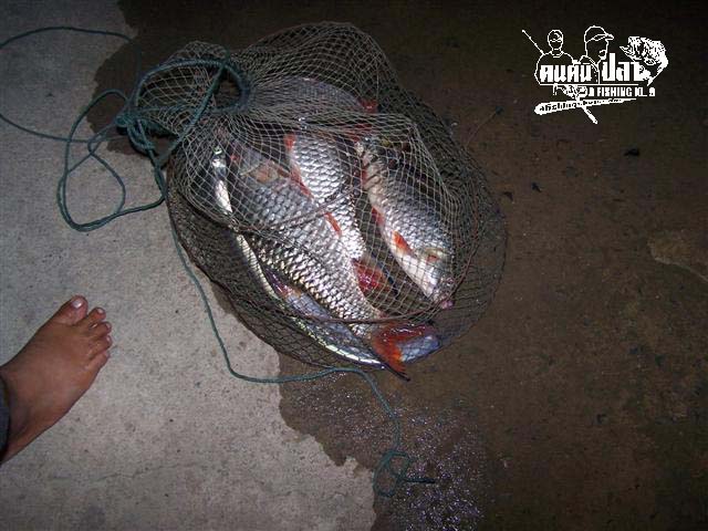 ภาพปลาที่รวมได้ช่วงบ่ายครับ ตั้งแต