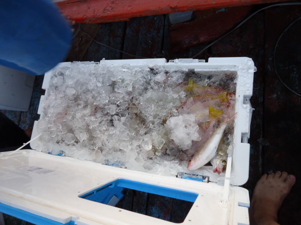     จัดการใส่น้ำทะเล กับน้ำแข็งดองให้ปลาเย็นจัดก็เปิดน้ำทิ้งตัวปลาจะแข็ง สวย ครับ