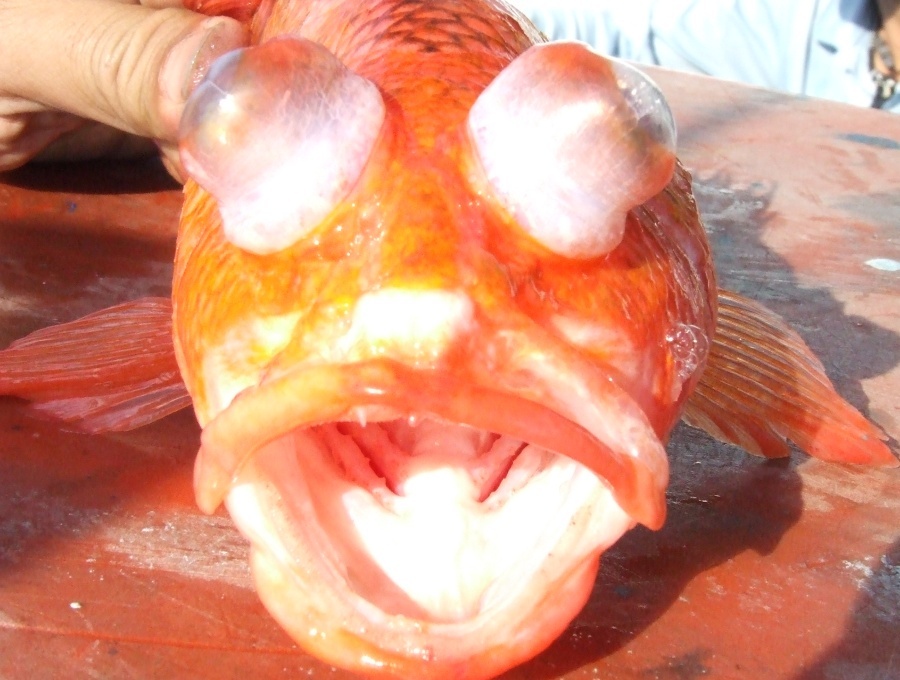 ไต๋พาลอยเรือตกตามชายร่อง หลุมไหนเง