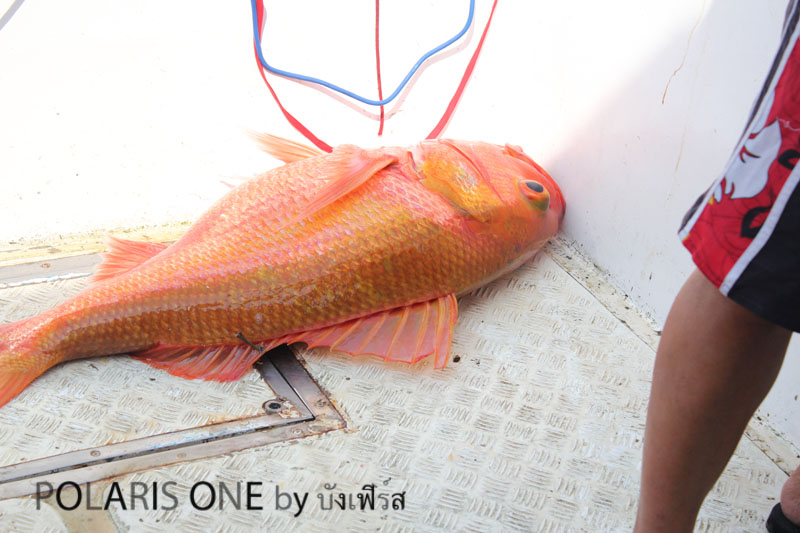 สายข้างเรือที่มาพันขึ้นมาเป็นสีทอง :cool: