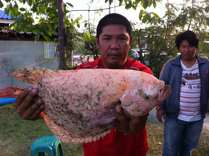 โทนี่เอ๋  กับ ปลาแรด  บ่อเบิร์ด        แล้