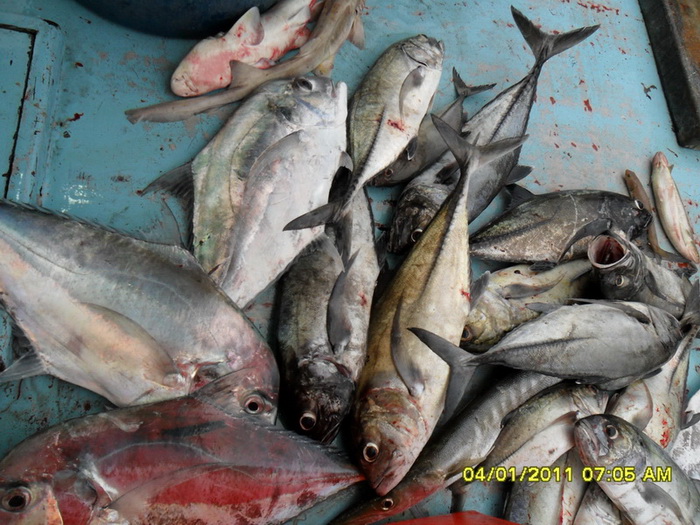 ปลารวมท้ายเรือ