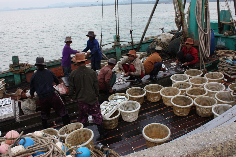 [center][b]เรืออวนปลา มาถึงก่อนเรือของเรา ไปสังเกตการณ์หน่อย[/b][/center]