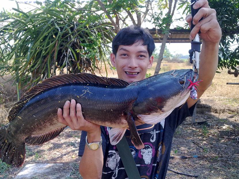 ใหญ่ +ยาว+ ดำ  :laughing: :laughing: