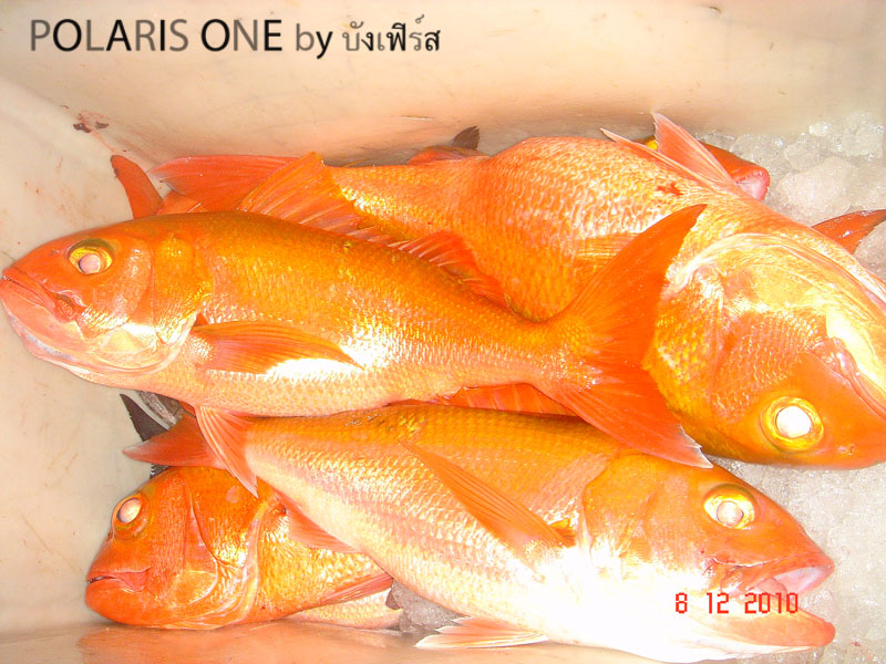 สีทองมารับแขกแต่เช้า :cool:
