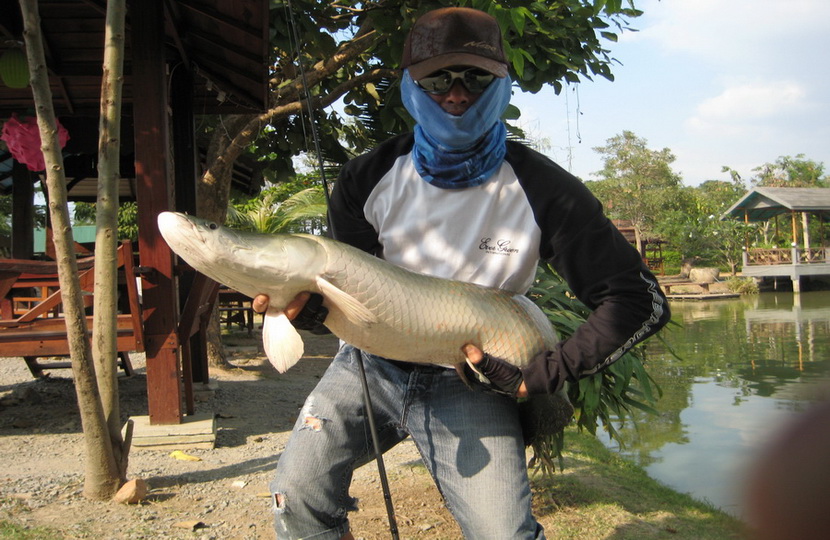 วันนี้ที่นี่ปลากัดดีมากครับ อัดเป็นสิบได้แปดตัว โอเคแล้วครับ :laughing: