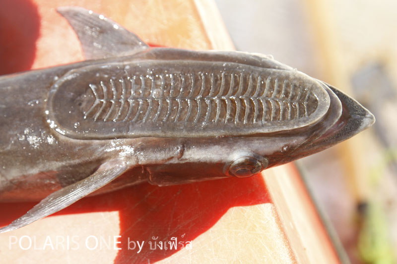 [q][i]อ้างถึง: ballwing4 posted: 03-02-2554, 13:46:01[/i]

++++++ถึงจะเป็นทริปจับฉ่ายแต่ก็มันคร๊าบ