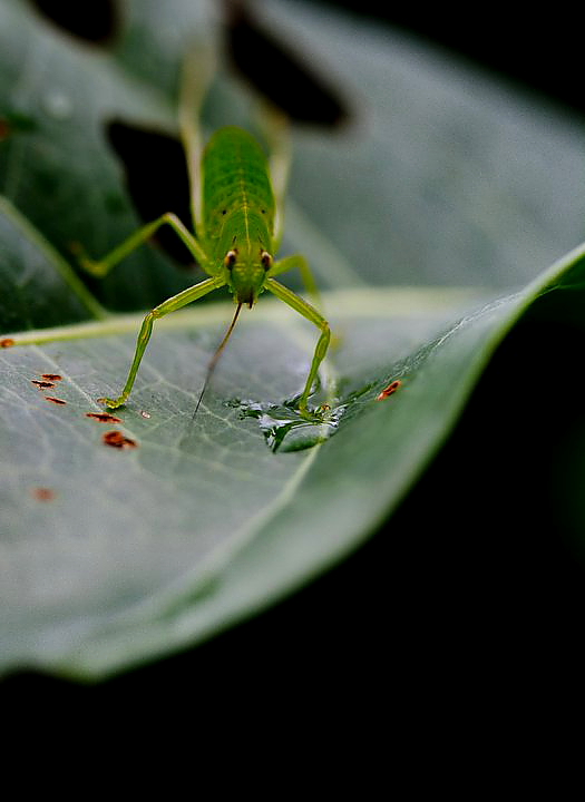 ขอแจมด้วยนะครับ  :grin: :grin: :grin:

Canon 1000D+Canon EFS 60mm Macro USM 

mode M   1/80    F