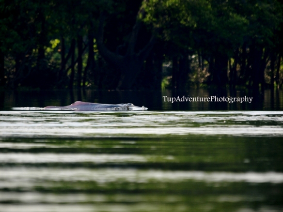 Pink River Dolphin โลมาน้ำจืด มีสองชนิดในแม่น้ำอเมซอล