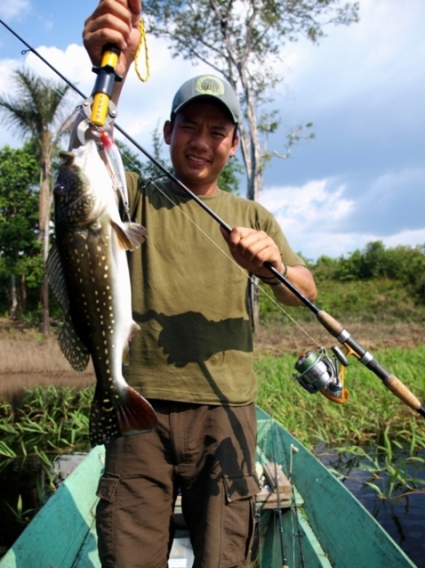 Peacock Bass Paca