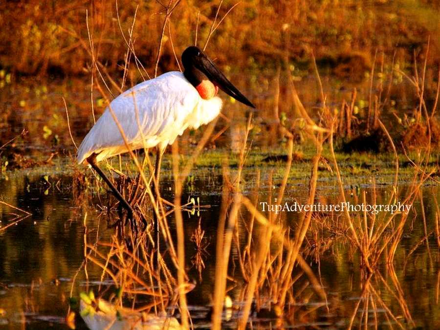 Jabiru