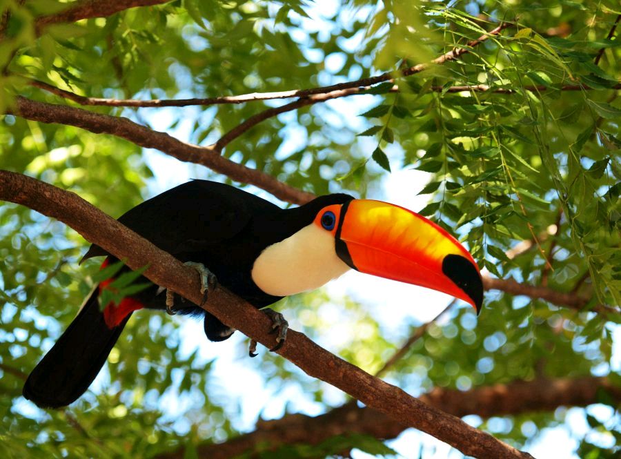 Tucan
