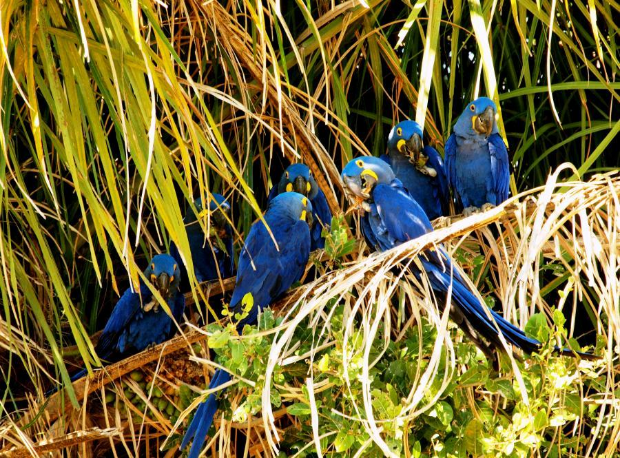 Blue Macaw ที่หายาก กว่าจะได้รูปนี้นั่งรอเปนวัน กว่ามันจะลงมากินผลต้นปาล์ม