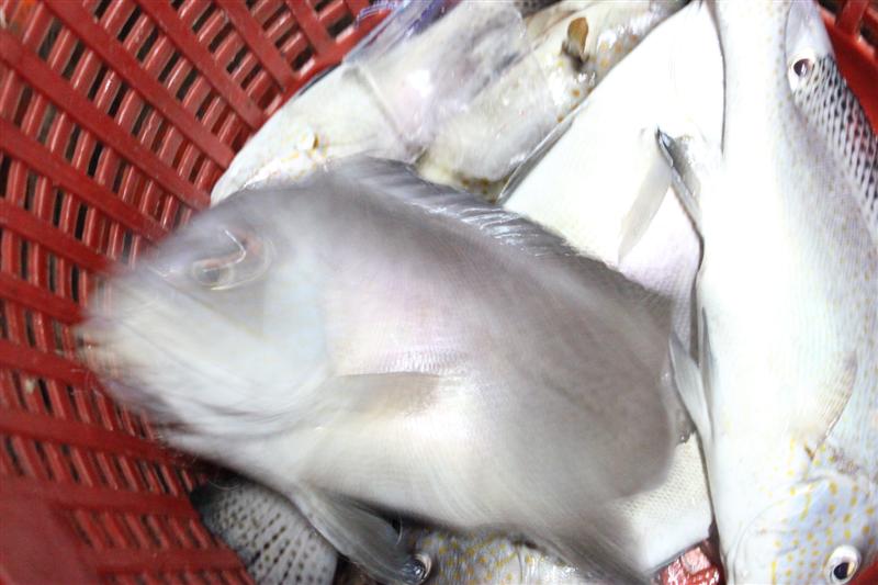 ปลาเริ่มเพิ่มขึ้น