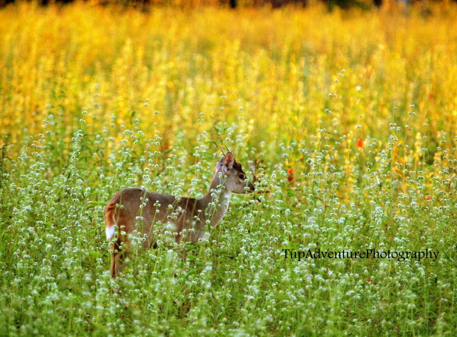 Bush deer ความจิงผมตามหลังอีกตัวนึงอยู่ เดินหมอบอยู่ใต้ลม ลุกขึ้นมากวางน้อยตัวนี้โผล่มาอยู่ทางซ้ายปร