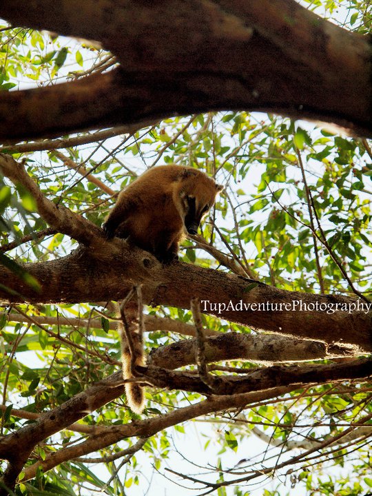 ตัว Coati ชอบปีนป่าย คล้ายแร๊ดคูน 
อุทยานแห่งชาติบางที่มี Coati เยอะมากนักท่องเที่ยวชอบให้อาหาร ป้า